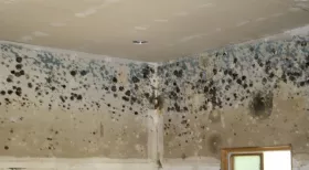 Mold Growth in Your Rented Home