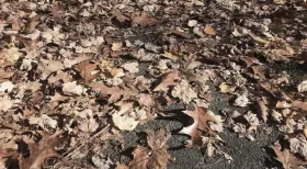 brown leaves on a sidewalk