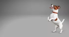 white and brown dog on hind legs looking up