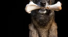 You may be eligible to file a lawsuit for PTSD after a dog bite