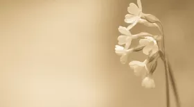 Wrongful death lawsuits cover the cost of funerals in NJ