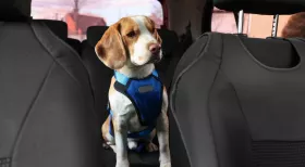 Safe driving tips with your dog
