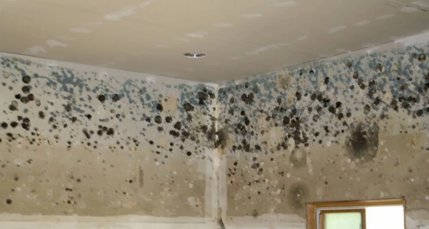 Mold Growth in Your Rented Home
