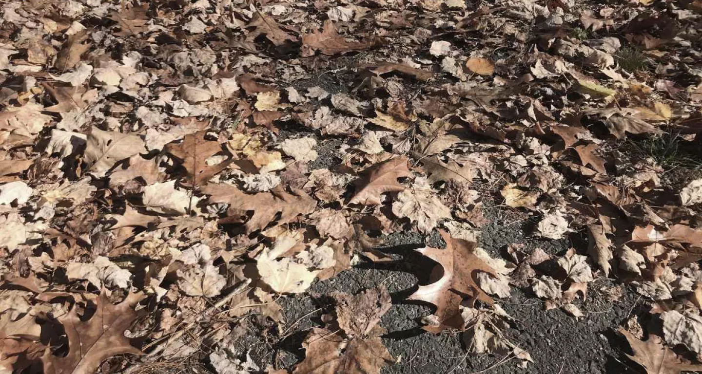 brown leaves on a sidewalk