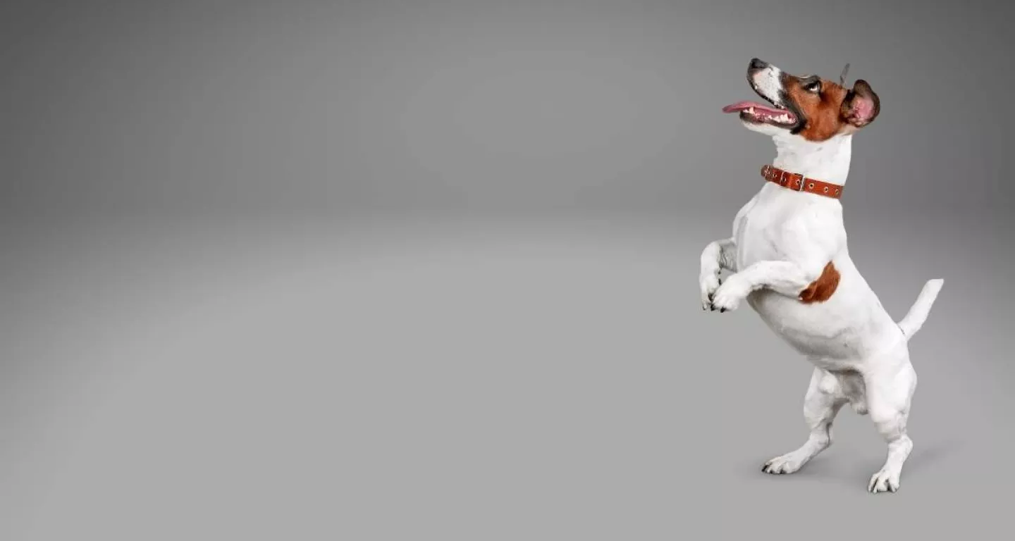 white and brown dog on hind legs looking up