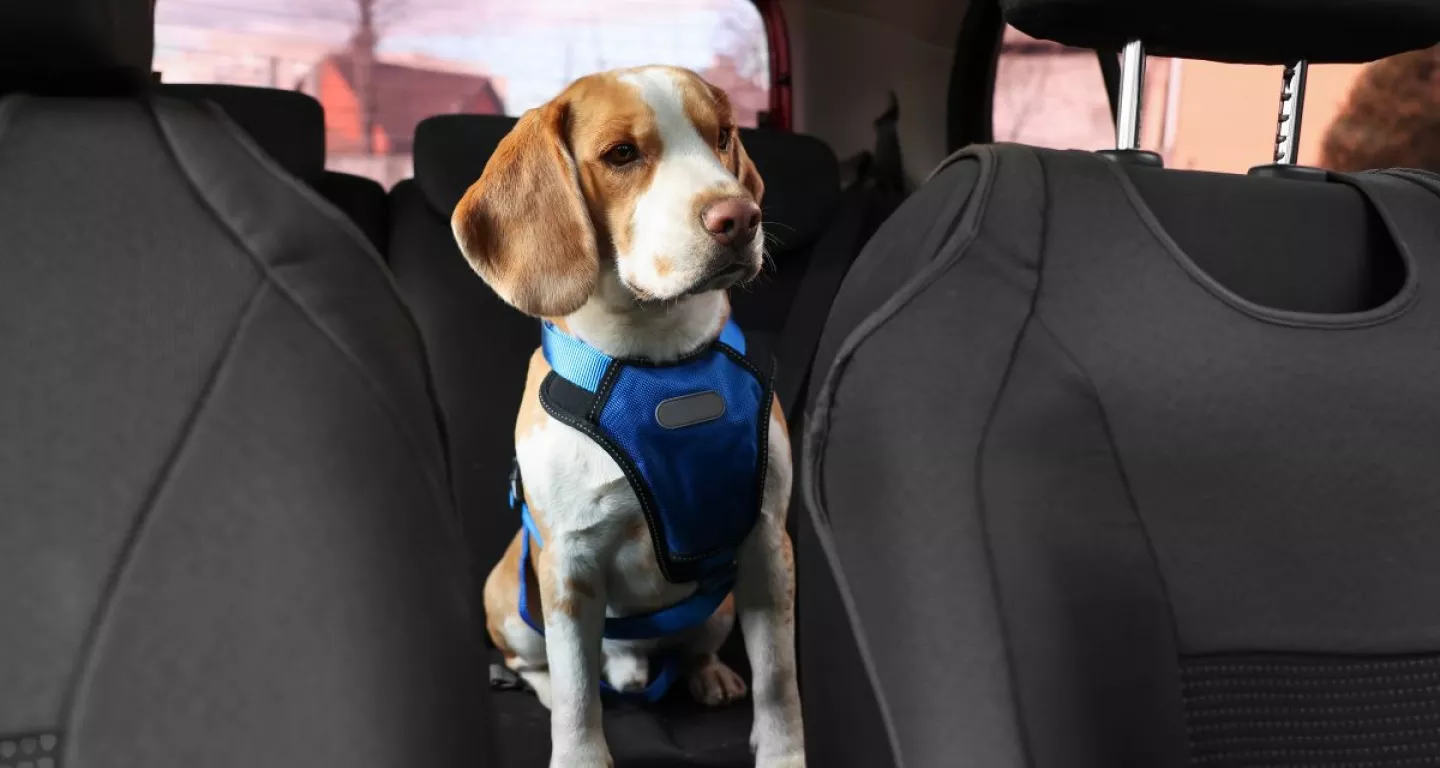 Safe driving tips with your dog